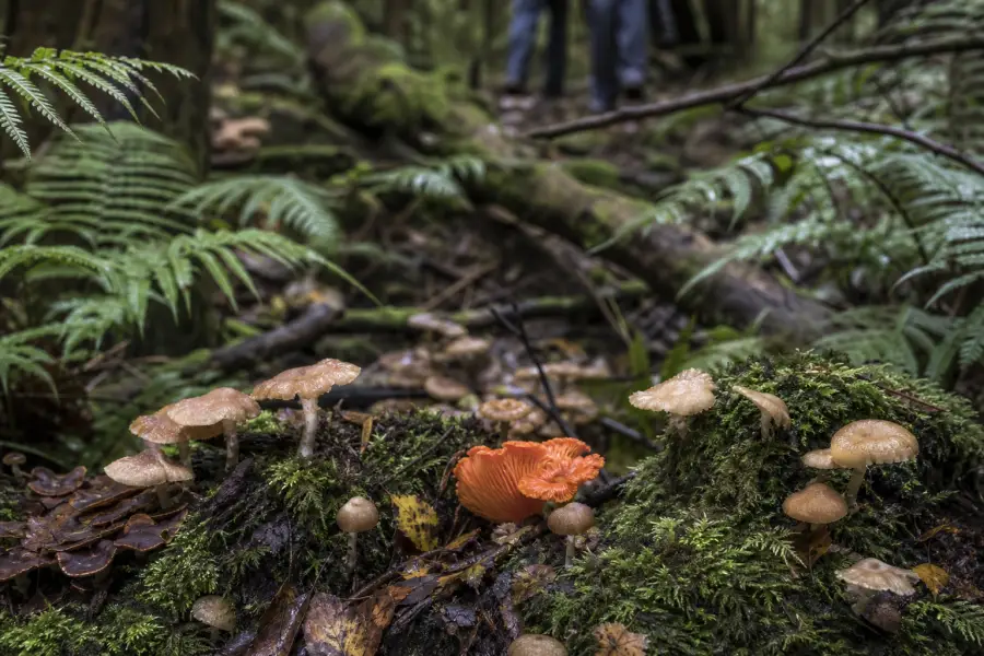 Wild mushrooms on mossy logs in a forest
