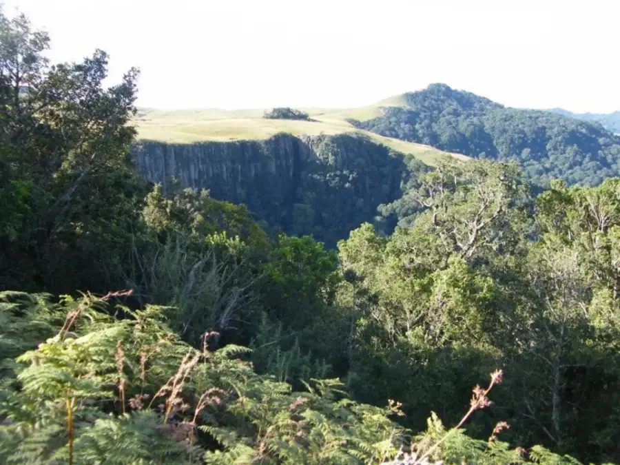 Inside the Karkloof mistbelt forest