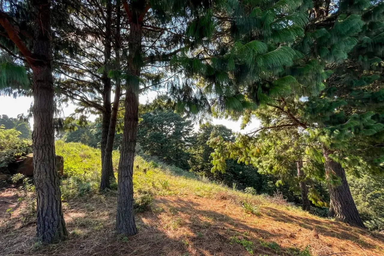 Vacant Land / Plot for Sale in Nottingham Road, photo 9