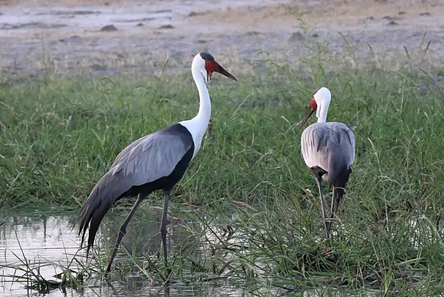 A wattled crane in grassland